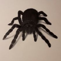 Spinne von Angelika Wegner