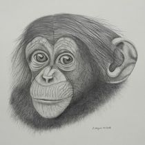 Schimpanse von Angelika Wegner