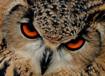 The Owl by Harvey Hudson