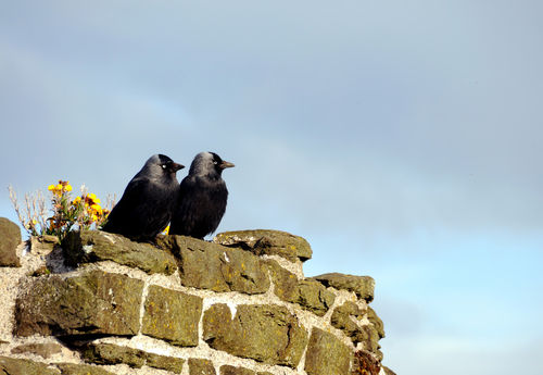 Two-jackdaws