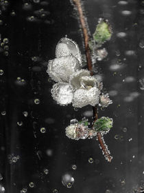 sparkling drops - Quittenblüte von Chris Berger