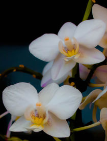 Orchidee  von Tino Schmidt