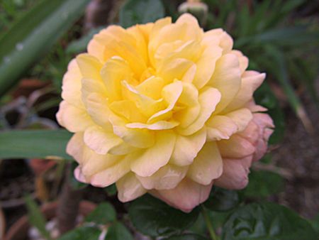 Gelbe-rose-3