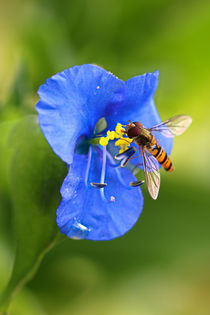 Schwebfliege auf der Blüte by Bernhard Kaiser
