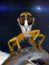 Robber Fly in the moonlight by Michael Moriarty