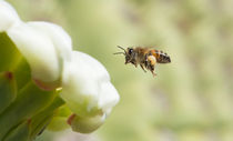 Pollinator in Flight by Michael Moriarty