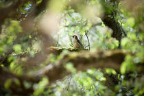 .green.woodpecker. by Katarzyna Körner