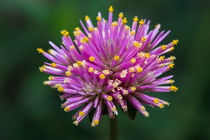 Fireworks macro flower by Michael Moriarty
