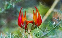 Lotus Vine Flower by Michael Moriarty