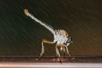 Robber Fly in the rain by Michael Moriarty