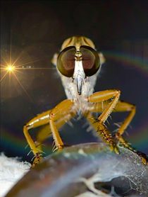 Robber Fly and Lights  by Michael Moriarty
