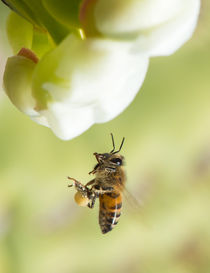 Pollinator on a desert flight von Michael Moriarty