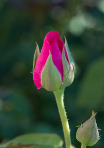 Pink Rose Bud by Michael Moriarty