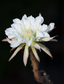 Night blooming Cereus by Michael Moriarty