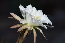 Night blooming Cereus by Michael Moriarty