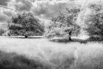 The Peaceful Meadow by David Pyatt