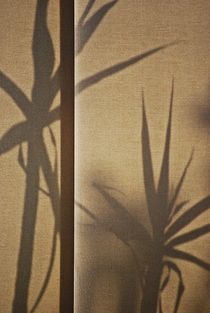 die Palme hinter dem Vorhang... 3 von loewenherz-artwork