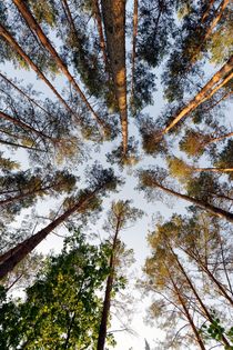 Ein Wald mit Kiefern  by Marcus Krauß