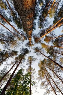 Ein Wald mit Kiefern von Marcus Krauß