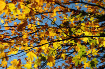Autumn Leaves von Harvey Hudson