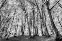 The Ghost Forest von David Pyatt