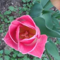 Tulpe von fatamorgana373