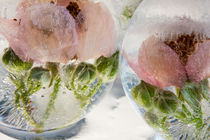 Wild roses II in ice balls 3 by Marc Heiligenstein