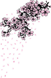 shower of falling cherry blossom petals by Cindy Shim