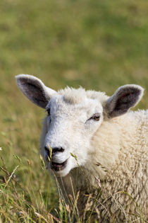 Schaf auf der Wiese by ollipic