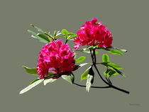 Two Dark Red Rhododendrons by Susan Savad