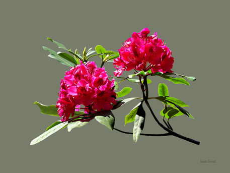Pstrbkgf-twodarkredrhododendrons