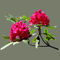 Pstrbkgf-twodarkredrhododendrons