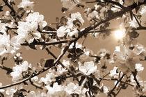 Apfelblüten in sepia mit Sonne by ollipic
