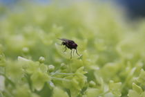 Fliege auf hellem grün sanft getragen 2. by Simone Marsig