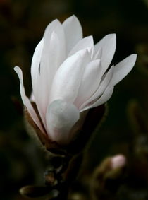 Magnolia by haike-hikes