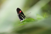 Butterfly von haike-hikes