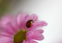 Ladybug  by haike-hikes