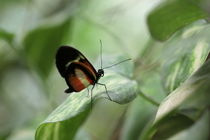 little butterfly by haike-hikes