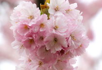 Cherry blossom by haike-hikes