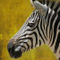 Zebra-hochformat-portrait