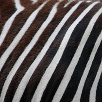 Zebradesign 4 by hannahhanszen