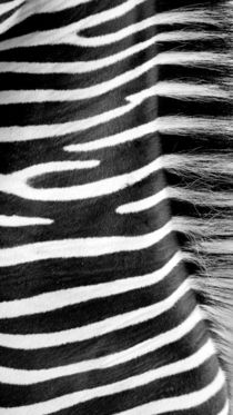 Zebradesign 3 by hannahhanszen