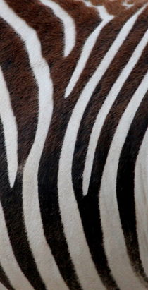 Zebradesign 1 von hannahhanszen