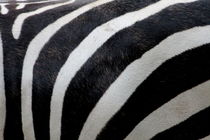 Zebradesign von hannahhanszen