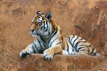 Tigerportrait by hannahhanszen