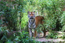 Tiger in der Natur von hannahhanszen