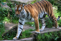 Tiger by hannahhanszen