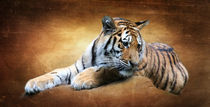 Tiger Stillleben by hannahhanszen