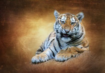 Tiger Portrait von hannahhanszen