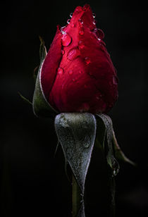 Rose by Michael  Seichter